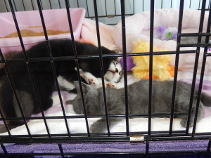 Darling kittens from Stray Cat Alliance