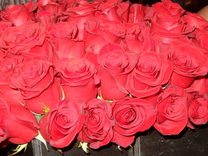 Roses2