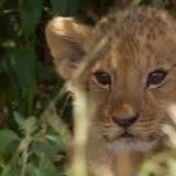 ‘Lion’ Is National Geographic’s Breathtaking, Irresistible Wildlife Epic