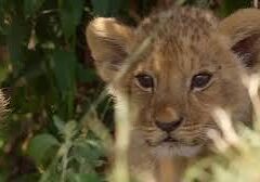 ‘Lion’ Is National Geographic’s Breathtaking, Irresistible Wildlife Epic