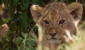 ‘Lion’ Is National Geographic’s Breathtaking, Irresistible Wildlife Epic