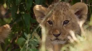 ‘Lion’ Is National Geographic’s Breathtaking, Irresistible Wildlife Epic