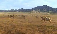 ‘Wild Beauty’ Documentary Exposes the Mistreatment of Wild Horses in the West